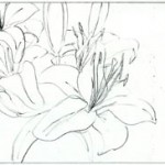 Lillies 2008
