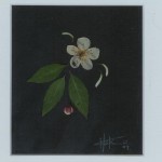 Blossom Expressed