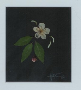 Blossom Expressed