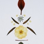 Pressed Flowers