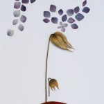 Pressed Flowers
